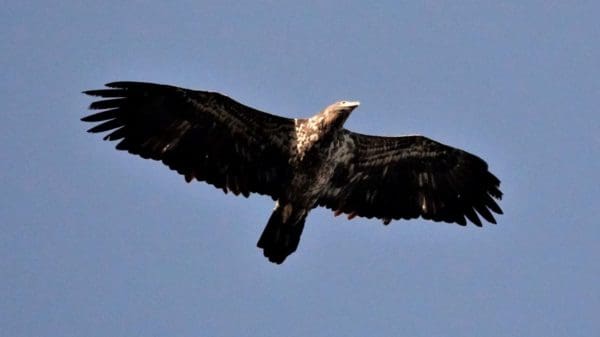 SKYHUNTERS IN FLIGHT: BIRDS OF PREY DEMONSTRATION at