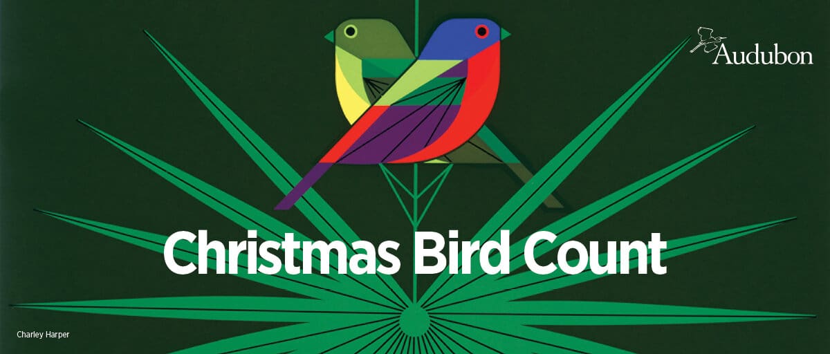 CT Christmas Bird Count 202425 Schedule Announced Connecticut Ornithological Association COA