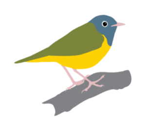 Connecticut Ornithological Association logo