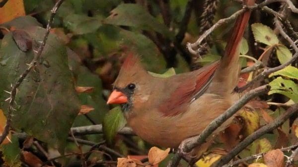 Greenwich　COA　Ornithological　Watch　Bird　Intro　Backyard　Audubon:　Connecticut　Association　Project　Feeding　to　Feeder