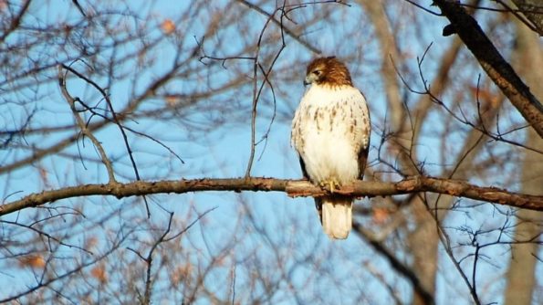 2022 Christmas Bird Count Dates Christmas Bird Count: Bristol, Ct - Connecticut Ornithological Association  | Coa